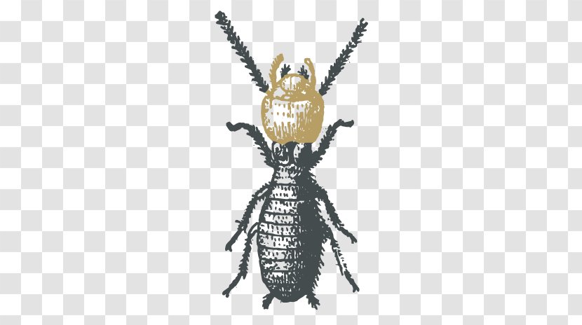 Cockroach Ant Termite - Eusociality Transparent PNG