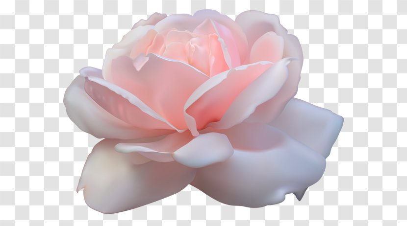 Rose Clip Art - Petal Transparent PNG