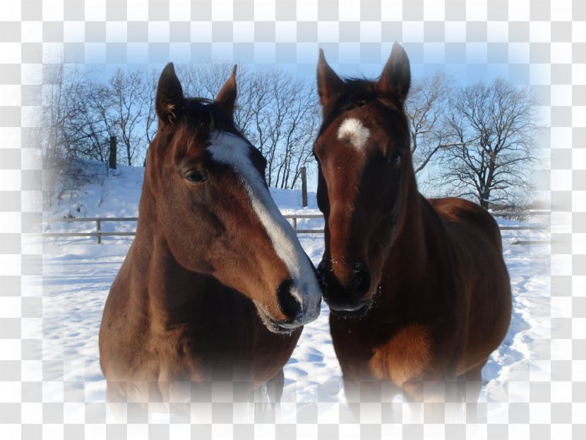Mustang Gallop Stallion Pony Colt - Mare - Har Mahadev Transparent PNG