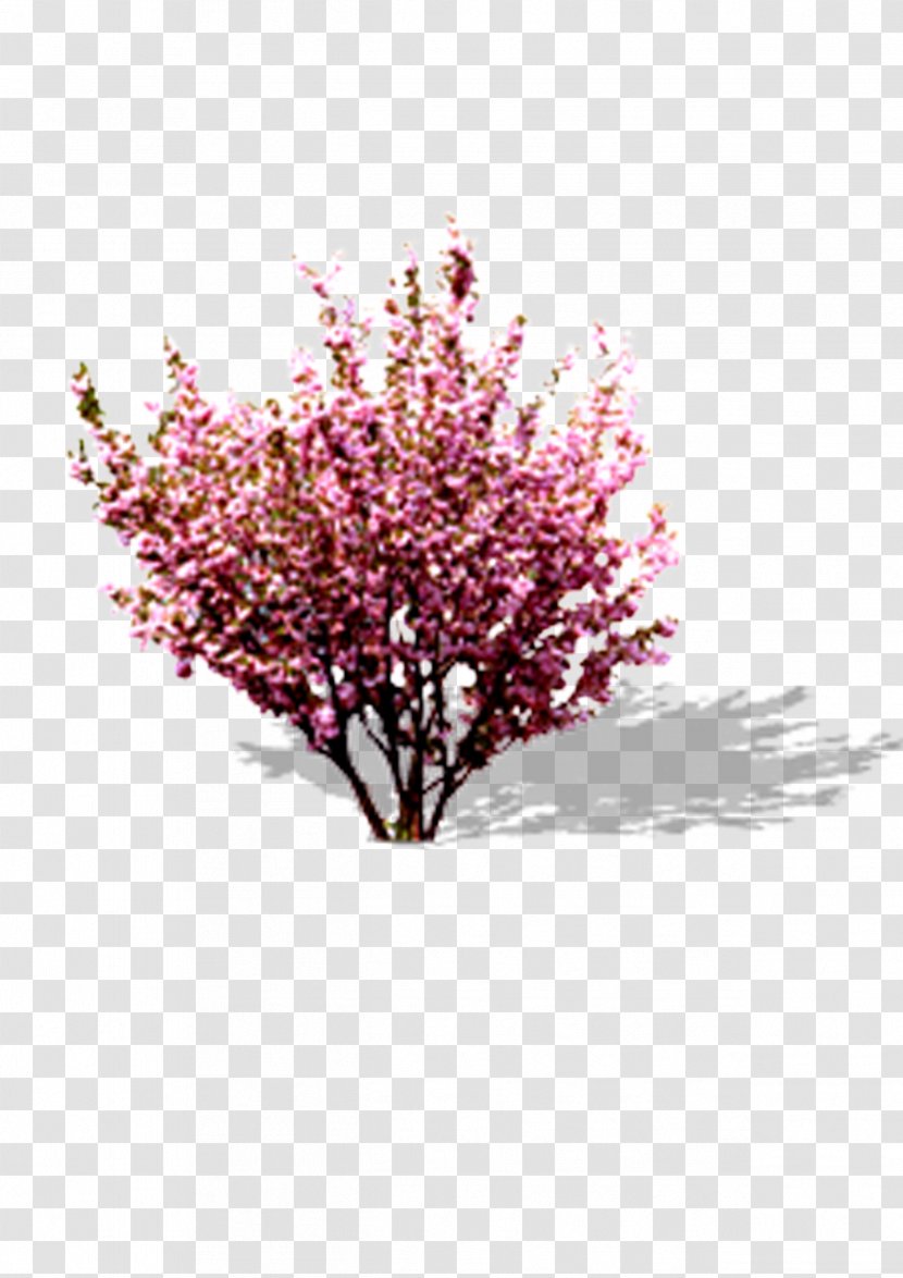 Cherry Blossom Pink Peach Transparent PNG
