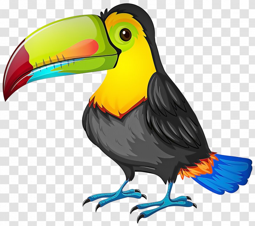 Hornbill Bird - Beak - Piciformes Transparent PNG