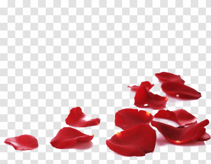 Petal Rose Flower Stock Photography - Heart - Petals Transparent PNG