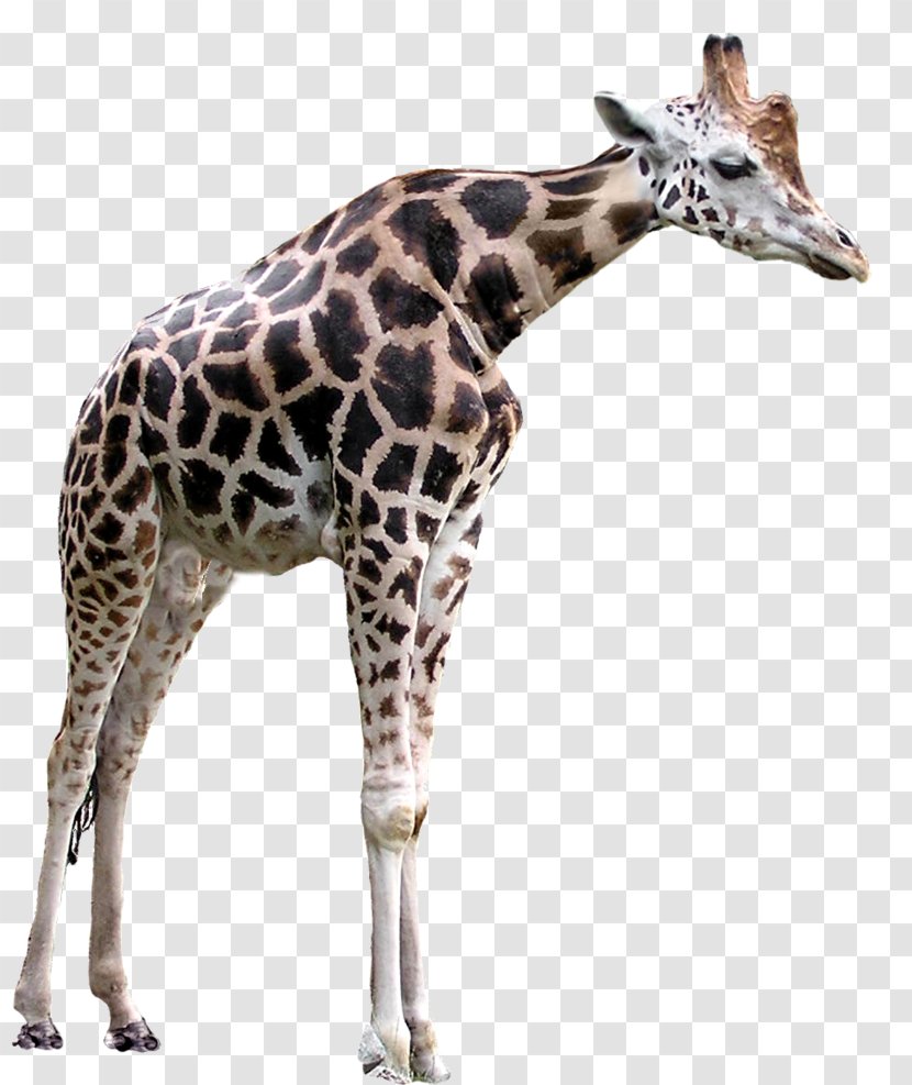 Giraffe GIMP Clip Art - Neck Transparent PNG