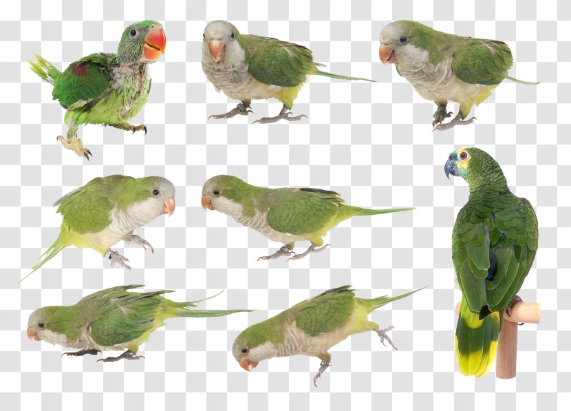 Budgerigar Parakeet Lovebird Beak Feather - Filigree Transparent PNG