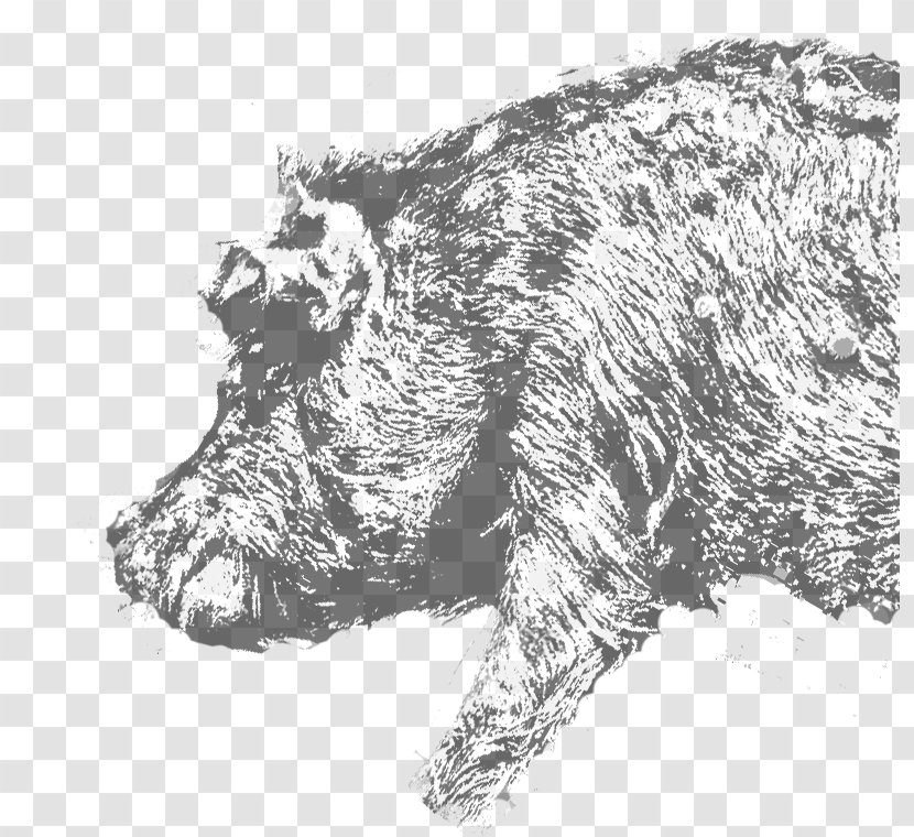 Wild Boar Mount Olympus Farma Fotiadi S.A. Transparent PNG