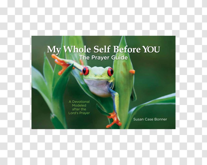 Red-eyed Tree Frog Royalty-free - Advertising - Christian Childs Prayer Transparent PNG