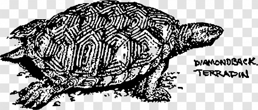 Teenage Mutant Ninja Turtles Drawing - Flower - Turtle Clipart Transparent PNG