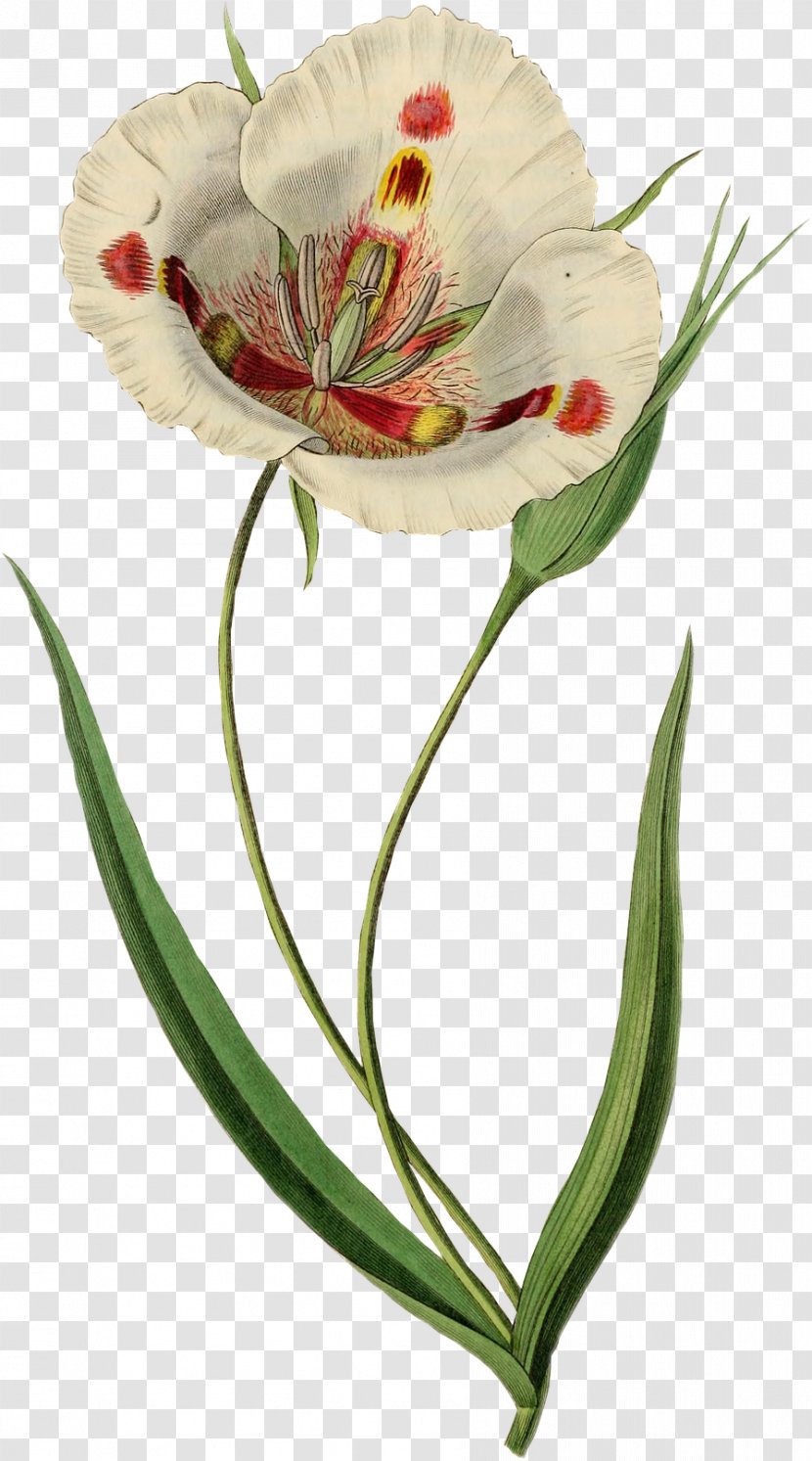 Flower Drawing Tulipa Gesneriana - Tulip Transparent PNG