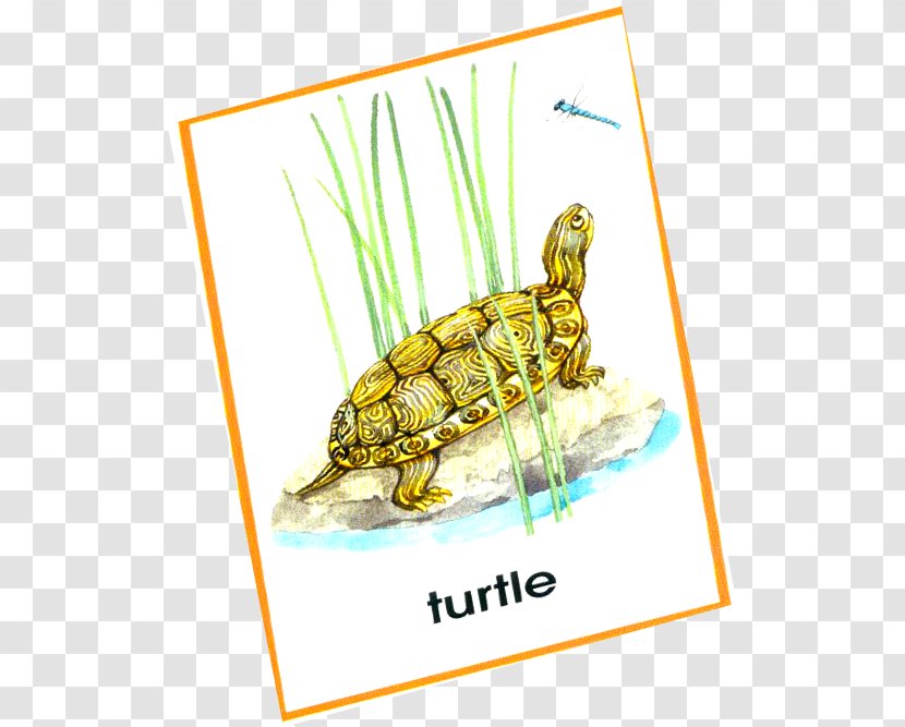 Tortoise - Reptile - Turtle Running Transparent PNG