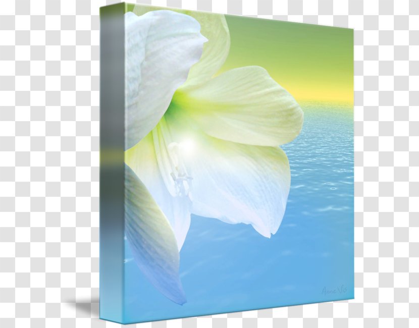 Jersey Lily Belladonna Close-up Amaryllis - Light Blur Transparent PNG
