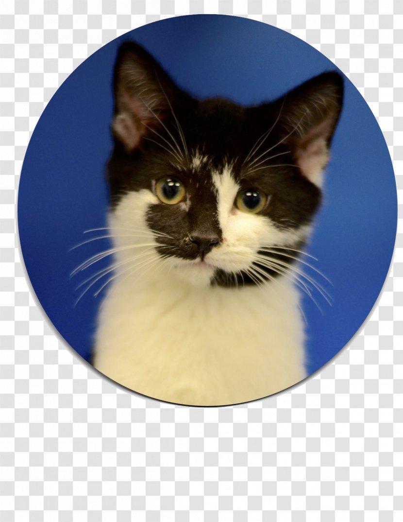Kitten Cat Cherokee County Animal Shelter Whiskers - Like Mammal Transparent PNG