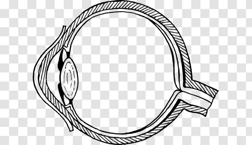 Clip Art Eye Pattern Diagram Human - Eyes Background Optic Nerve Transparent PNG
