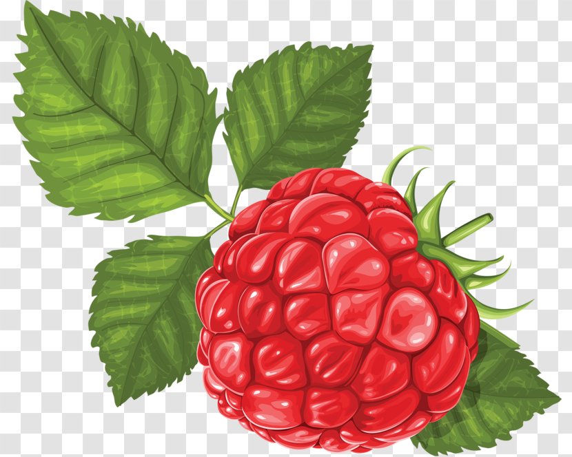 Raspberry Vector Graphics Illustration Clip Art - Fruit - Raspberries Map Transparent PNG