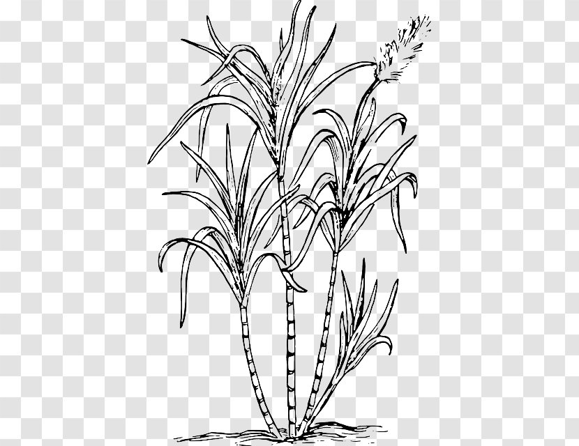 Sugarcane Juice Clip Art Image - Grass Family - Growing Crops Drawing Transparent PNG