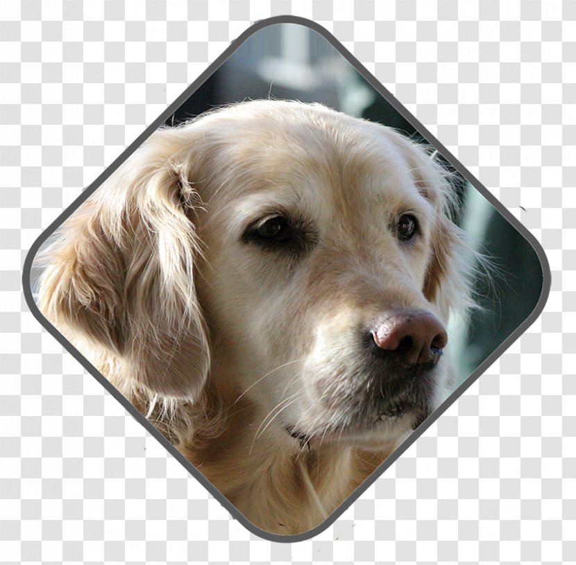 Golden Retriever Labrador Puppy Dog Breed Companion Transparent PNG