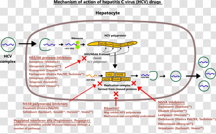 Ledipasvir/sofosbuvir Hepatitis C Virus Mechanism Of Action Ribavirin - Daclatasvir - Drug Transparent PNG