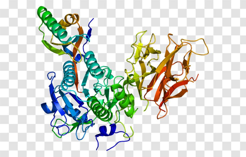 PCSK9 Proprotein Convertase Alirocumab Apolipoprotein B - Lipoprotein - Protein Production Transparent PNG