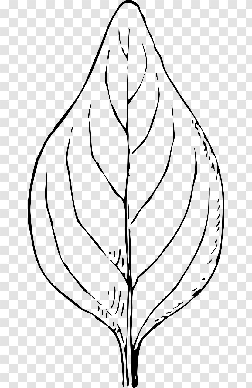 Autumn Leaf Color Coloring Book Clip Art - Arecaceae Transparent PNG