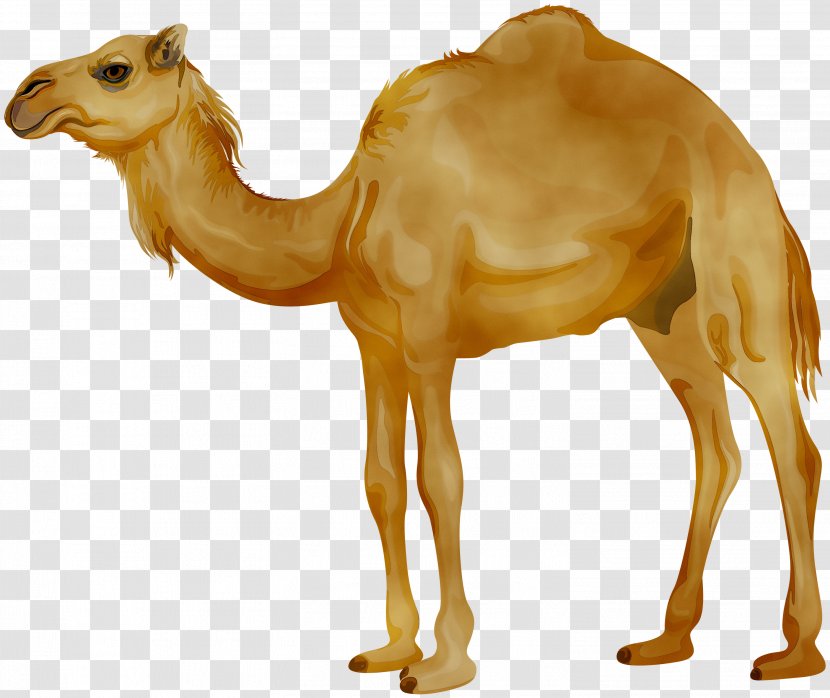 Dromedary Clip Art Image Logo - Camel - Drawing Transparent PNG