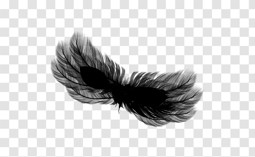 Feather Black M - Wing - Eyelash Transparent PNG