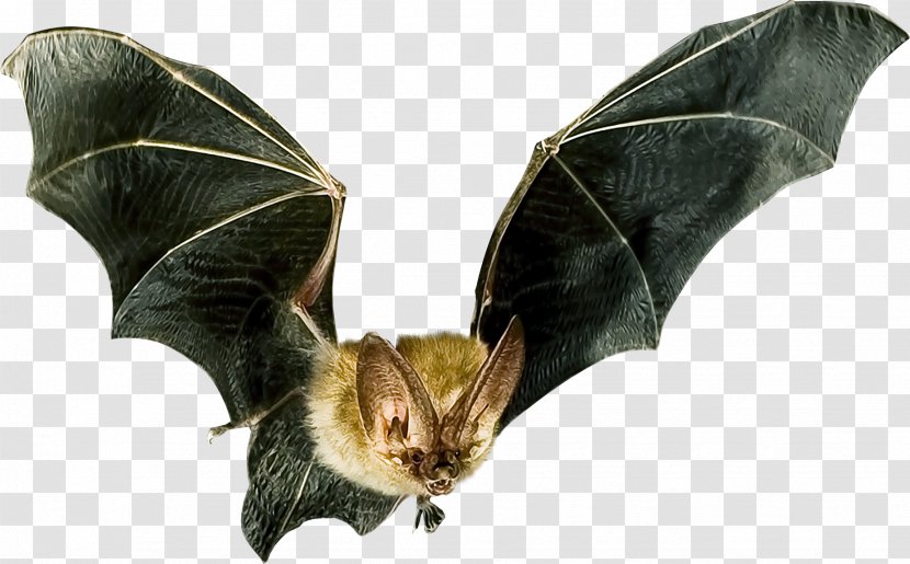 Microbat Flight Bat Detector Animal - Echolocation Transparent PNG