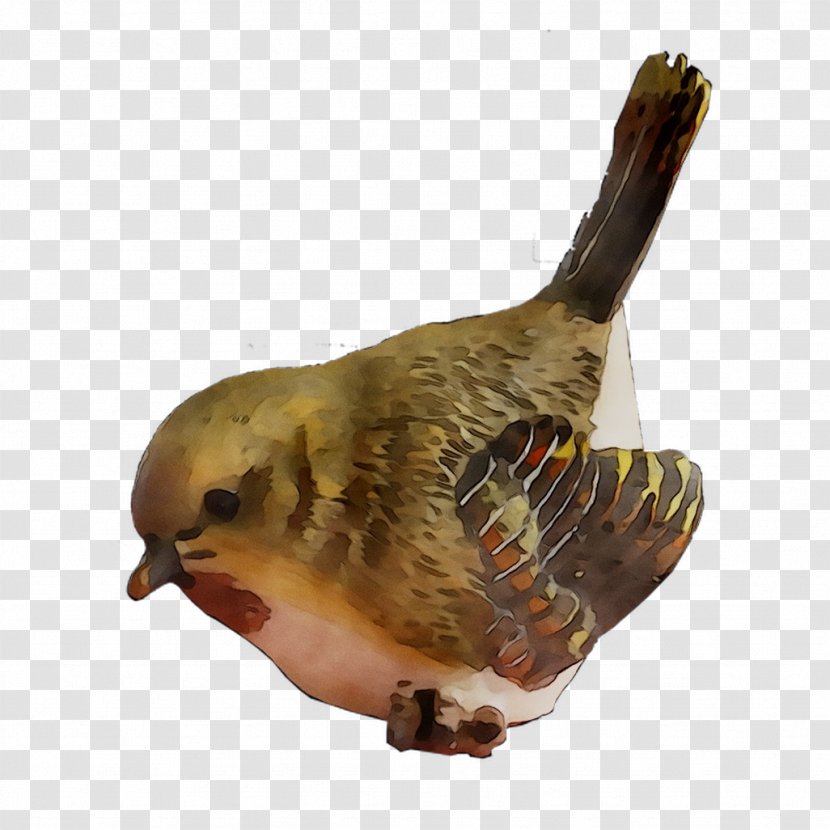 Beak Fauna Feather - Wren Transparent PNG