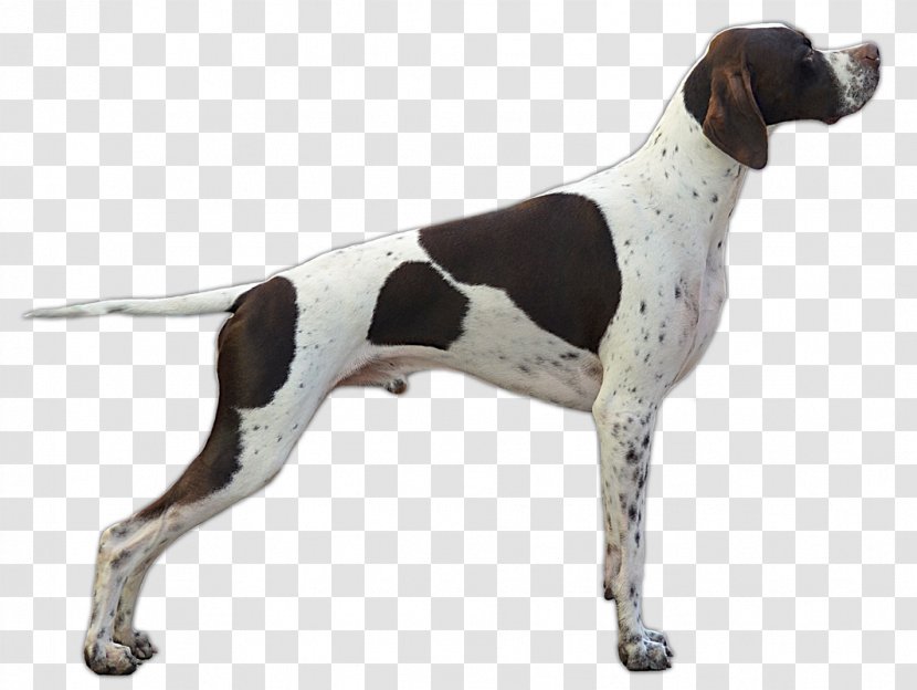 German Shorthaired Pointer Wirehaired Bracco Longhaired - Treeing Walker Coonhound Transparent PNG
