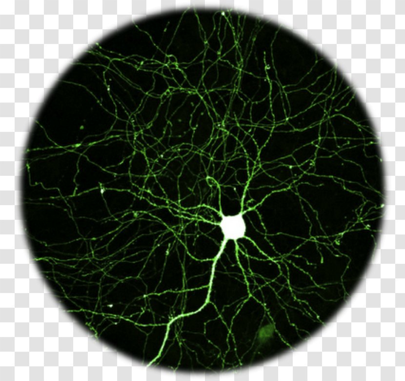 Neuron Nervous System Nerve Brain Human Body - Gfycat Transparent PNG