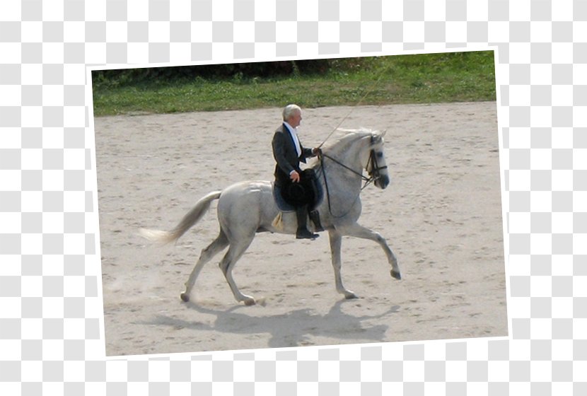 Hunt Seat Stallion Equestrian Bridle Horse - Harnesses Transparent PNG