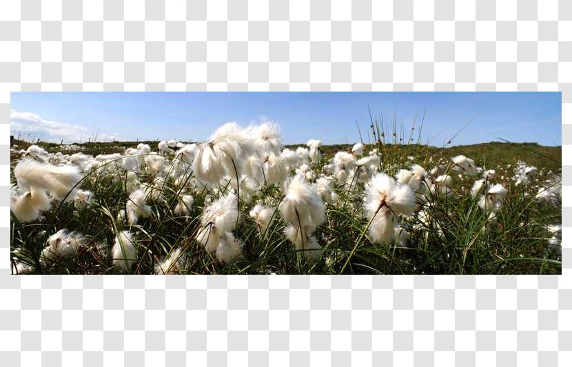 Meadow Ecosystem Wildflower Grasses Tree Transparent PNG