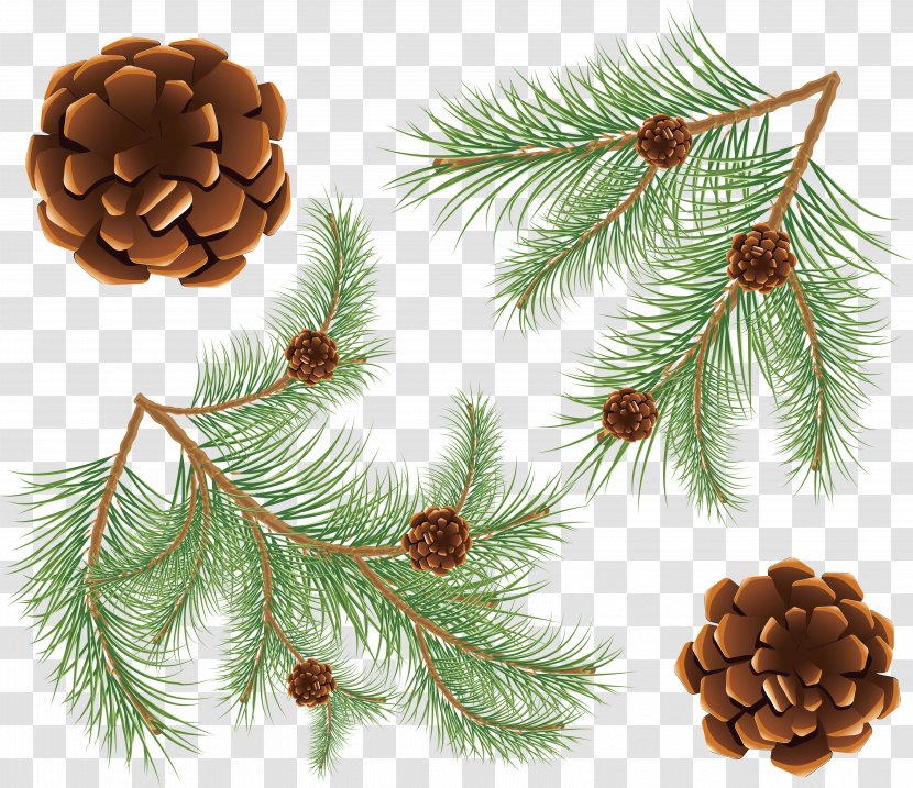 Fir Conifer Cone Coulter Pine - Tree Transparent PNG