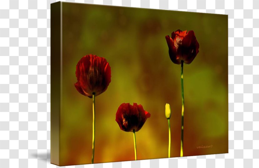 Still Life Photography Desktop Wallpaper Common Poppy Wildflower Transparent PNG