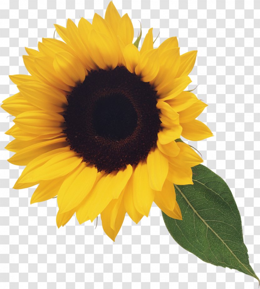 Common Sunflower Clip Art - Presentation - Oil Transparent PNG