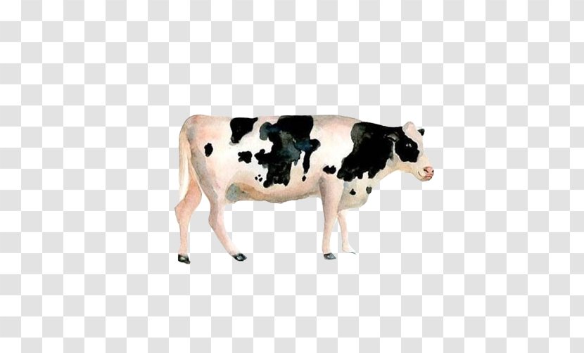 Dairy Cattle Calf Watercolor Painting - Bull - Cows Pasture Stock Image Transparent PNG