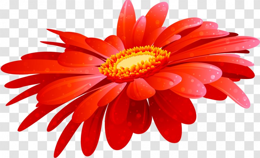 Flower Transvaal Daisy Clip Art - Marguerite Transparent PNG