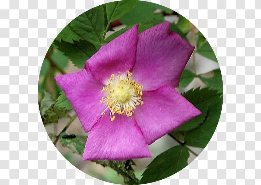 Floribunda Prairie Rose French Cabbage Carolina - Annual Plant - Wild Roses Transparent PNG