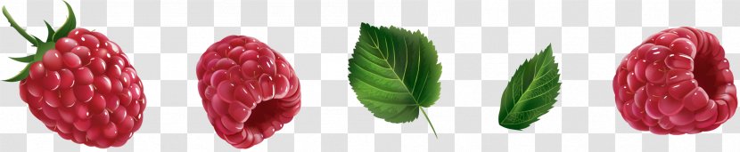 Red Raspberry Fruit - Vector Transparent PNG