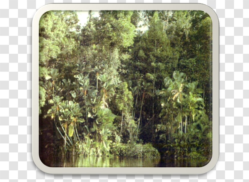 Peat Swamp Forest Freshwater Rainforest Tropical And Subtropical Coniferous Forests Transparent PNG