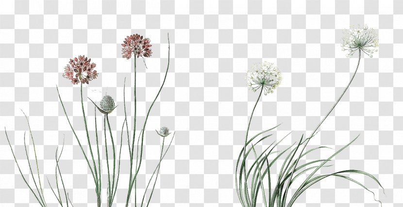 Image Photography Design Vector Graphics - Plant - Flowers And Plants Transparent PNG
