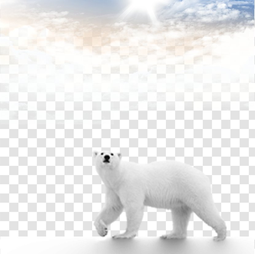 Polar Bear Brown Computer File - Frame - Bears Material Download Transparent PNG