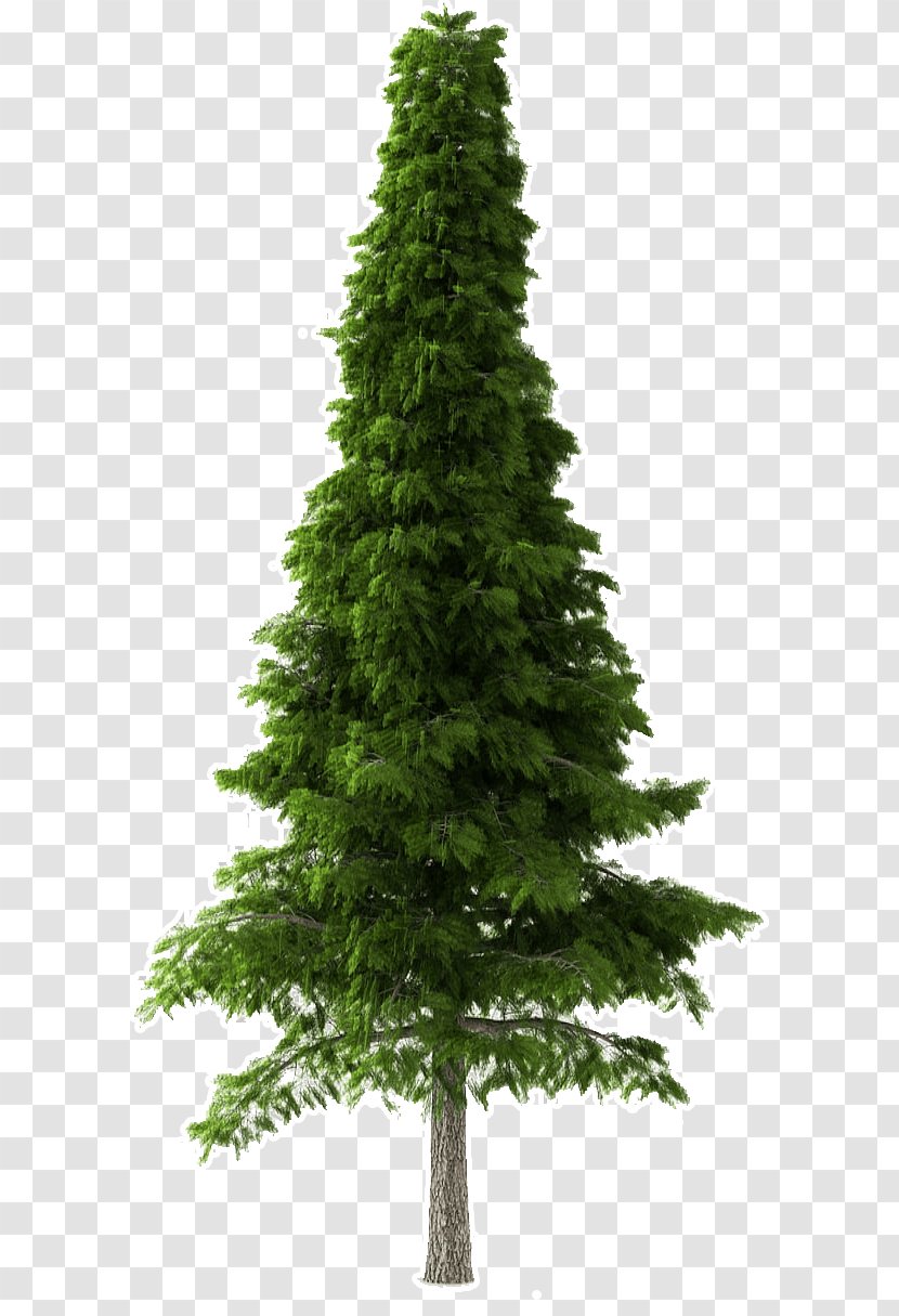 Shortleaf Black Spruce Tree Balsam Fir Yellow White Pine - Oregon - Lodgepole Thuya Transparent PNG