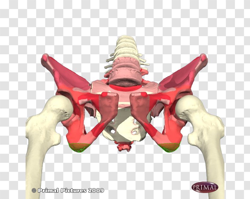 Ischium Ischial Tuberosity Pelvis Spine Avulsion Fracture - Watercolor - Hip Transparent PNG