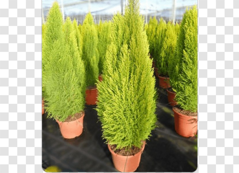 Lemon Cypress Pine Tree Mediterranean Seed - Shrub Transparent PNG