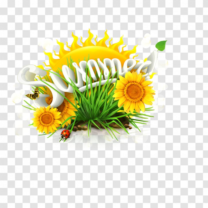 Common Sunflower Summer Solstice - Flowering Plant - Download Transparent PNG