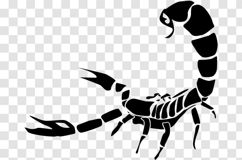 Clip Art Scorpion Transparency Vector Graphics - Line - Drawing Transparent PNG