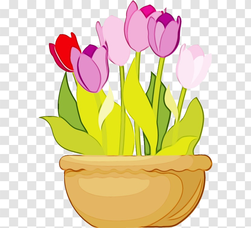 Tulip Flower Plant Cut Flowers Petal Transparent PNG