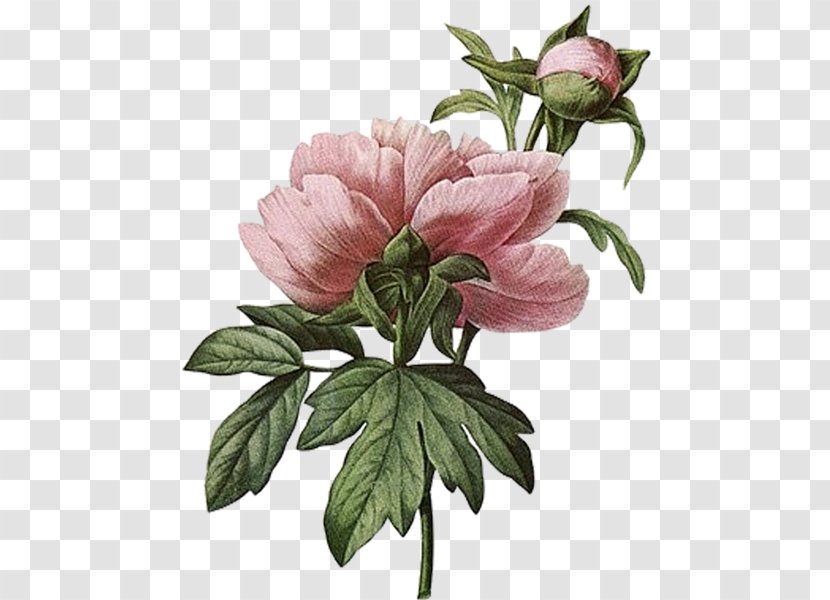 Botanical Inspirations: Deck & Book Set Illustration Art Botany Flowers - Choix Des Plus Belles Fleurs - Peony Transparent PNG