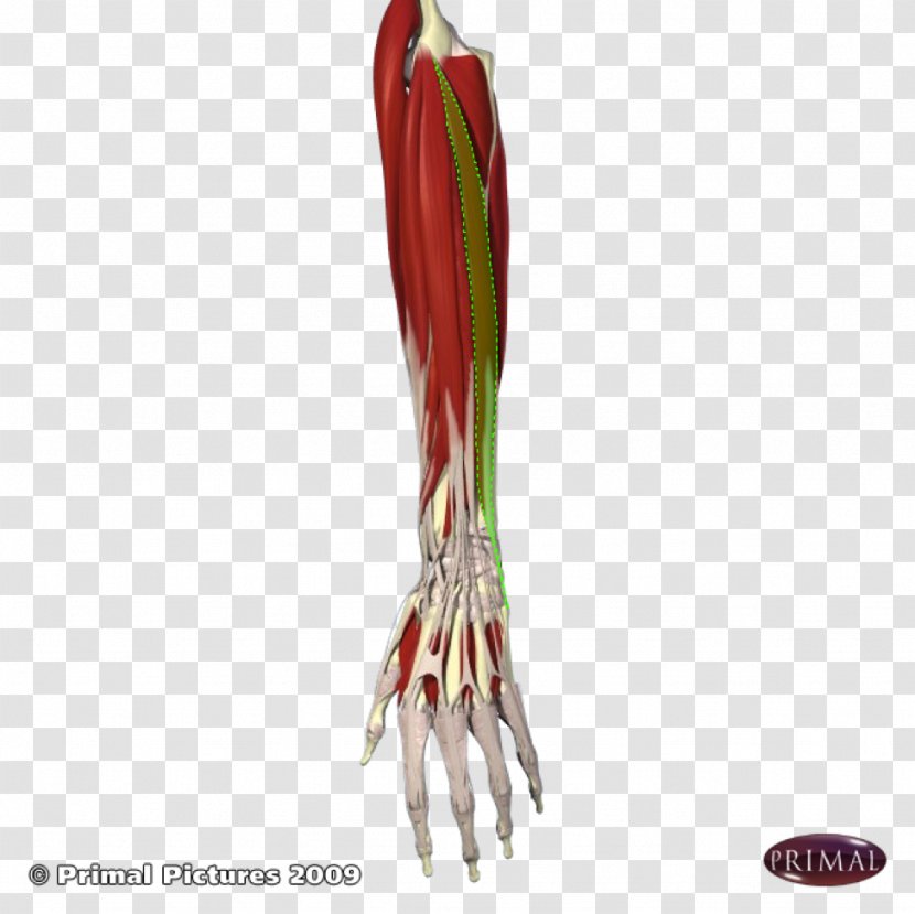 Arm Extensor Digitorum Muscle Flexor Carpi Ulnaris Digiti Minimi - Halves Transparent PNG