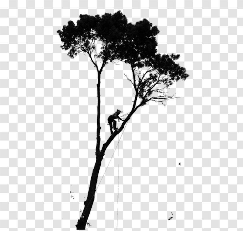 Tree Stump - Climbing - Monochrome Twig Transparent PNG