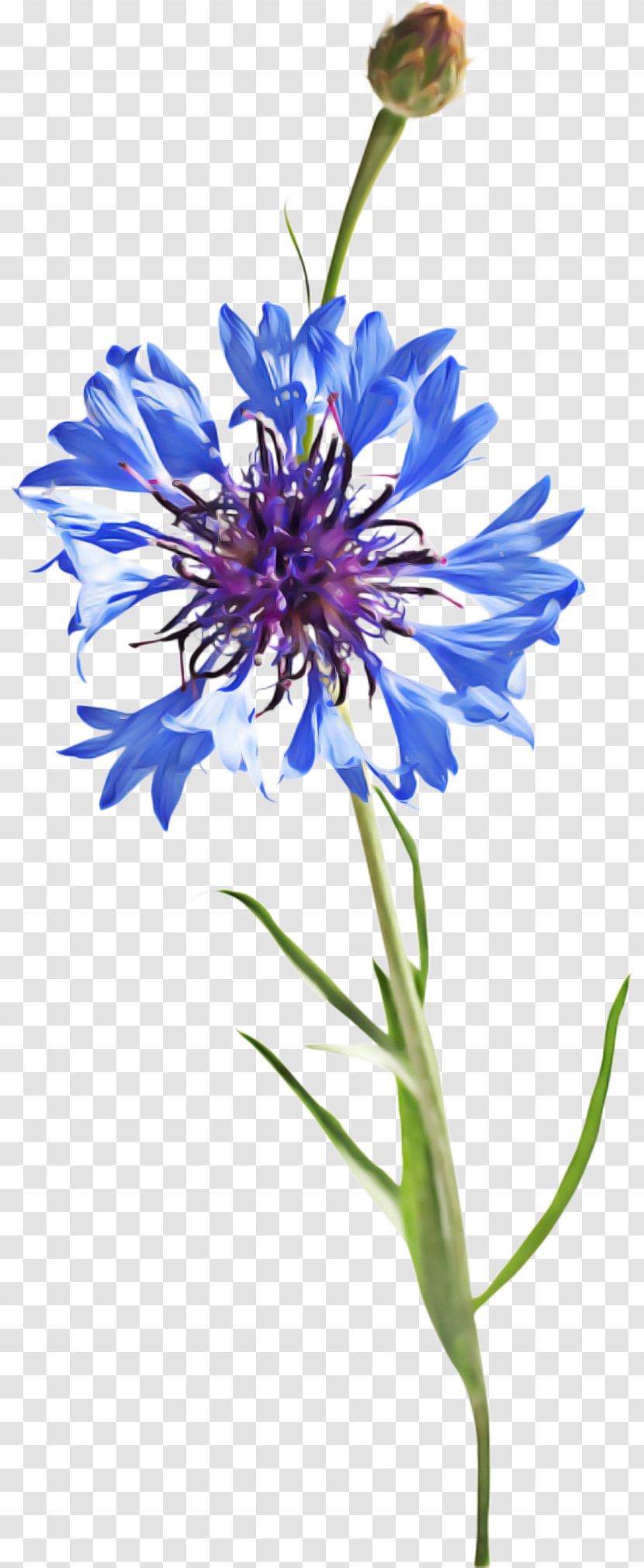 Drawing Of Family - Painting - Daisy Herbaceous Plant Transparent PNG
